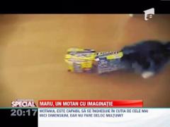 Pisicile, animale cu imaginatie