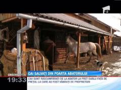 Cai salvati din poarta abatorului