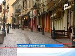 UPDATE / "Laboratoare" de cannabis in sapte apartamente din Capitala!