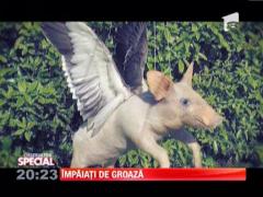 Creatii de groaza cu animale impaiate