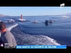 Schi nautic cu escorta de delfini