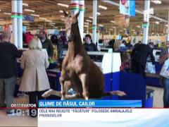 Glume de rasul cailor