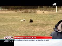 Observator Special 18/02/2013