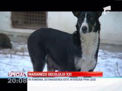 Maidanezii secolului XXI