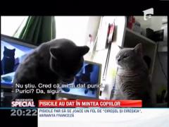 Pisicile fac internetul sa se invarta!