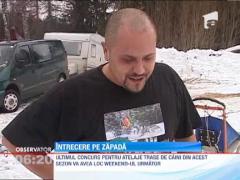 Peste o suta de caini s-au intrecut prin nametii din Harghita