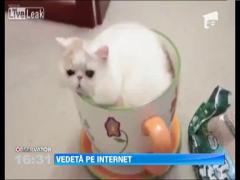 Cea mai elastica pisica