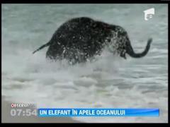 Pui de elefant incantat de valurile Oceanului Indian