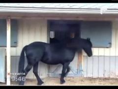 Calul specialist in tehnica evadarii! Deschide orice zavor