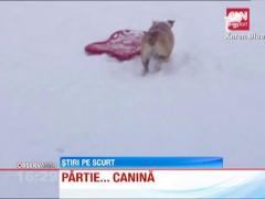 Un caine din rasa bulldog caruia ii place la nebunie sa se dea cu sania
