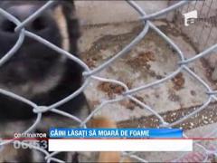 Caini lasati sa moara de foame