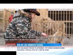 Un controversat afacerist din Moldova vinde ilegal pui de lei