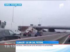 Au facut o "liniuta" in carute, pe Autostrada Soarelui