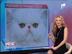 Pisicile persane, apucaturi umane