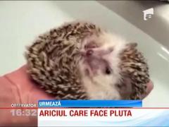 Ariciul care face pluta