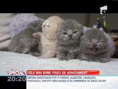 British Shorthairs, cele mai bune pisici de apartament