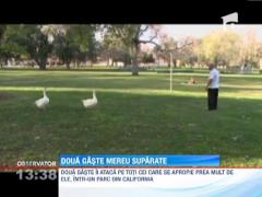 Doua gaste ii ataca, fara mila, pe cei care vor sa le incalce teritoriul