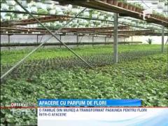 Serele de flori, o afacere profitabila