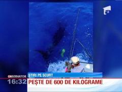 Un britanic a prins un peste de 600 de kilograme, record pentru Anglia