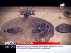 Observator Special: Ariciul de companie