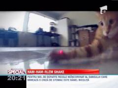 Febra "Harlem Shake" a cuprins si lumea necuvantatoarelor