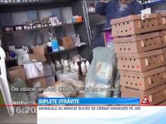 IMAGINI SOCANTE! / Zeci de caini otraviti in comuna ieseana Tomesti