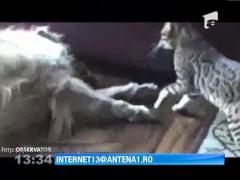 Cand pisica bate cainele