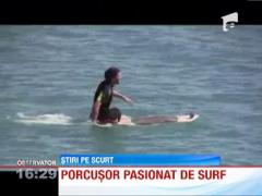 Porcusor pasionat de surf