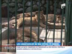 Leii si ursii camatarilor au ajuns vedete la Zoo Bucov