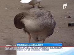 Prognoza animalelor: se prea poate sa apara asa-zisa "Zapada a Mieilor"