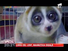 OBSERVATOR SPECIAL: Loris cel lent, maimutica ideala