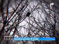 Un drum plin de gropi din Cluj nu poate fi reparat din cauza pasarilor salbatice