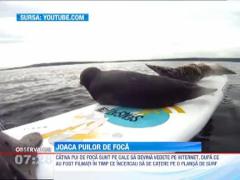 Pui de foca filmati in timp ce incercau sa se catare pe o plansa de surfing
