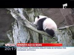 SPECIAL: Ursii panda, o specie pe cale de disparitie