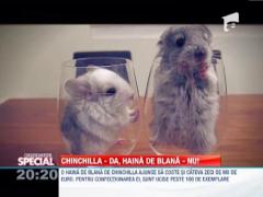 OBSERVATOR SPECIAL: Tot ce trebuie sa stii despre Chinchilla