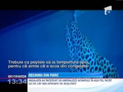 Trei rechini au fost expusi in acvariul din Parcul Herastrau