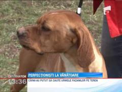 Cei mai buni caini de vanatoare s-au intrecut in frumusete la Bucov