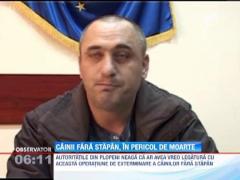 Zeci de maidanezi au fost gasiti morti intr-o padure din Prahova