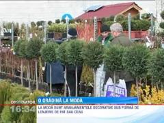 Trandafirii si coniferele sunt plantele unei gradini la moda