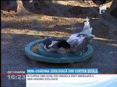 In curtea unei scoli din Oradea a fost amenajata o gradina zoologica in miniatura