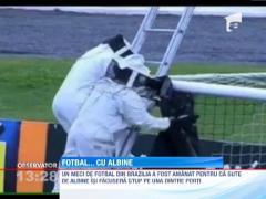 Un meci de fotbal din Brazilia, amanat din cauza... albinelor!