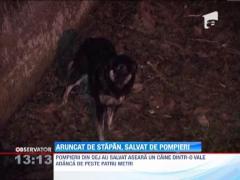 Caine aruncat de pe un pod, salvat de pompieri