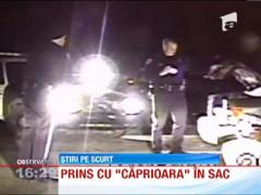 SUA: Braconier prins cu caprioara in portbagaj