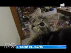 Vedeta pe Internet: O pisica imita sunetele scoase de... un ied!