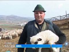 Crescatorii spun ca mieii vor fi prea mari de Pastele ortodox!