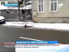 Imagini socante! Un caine ranit a fost aruncat ca un sac in remorca unui tractor