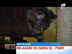 Cafenele speciale: se serveste cafea si relaxare... in bratele unei pisici dragastoase!