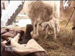 Minunea din tarc: Povestea caprei cu... patru iezi!