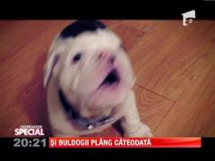 Observator Special: Si buldogii plang cateodata