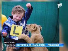 Un animal de companie neobisnuit: O familie din Australia creste un pui de leu